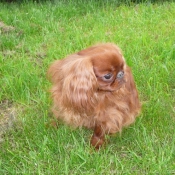 Photo de King charles spaniel