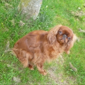 Photo de King charles spaniel