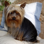 Photo de Yorkshire terrier