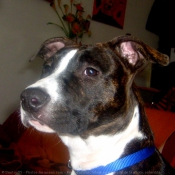 Photo d'American staffordshire terrier