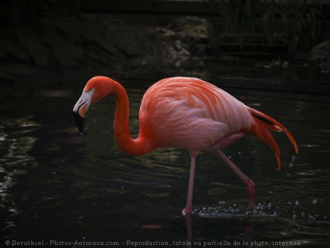 Photo de Flamand rose