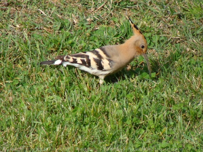 Photo de Huppe fascie