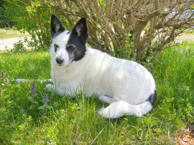 Photo de Border collie