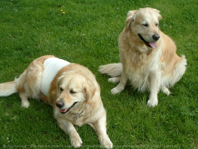 Photo de Golden retriever