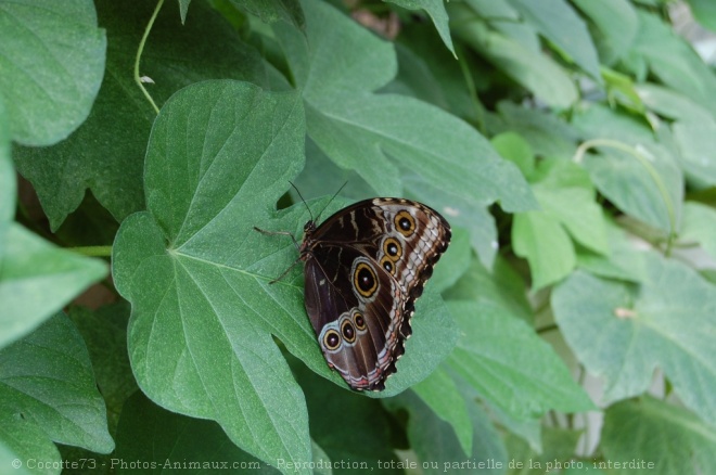 Photo de Papillon