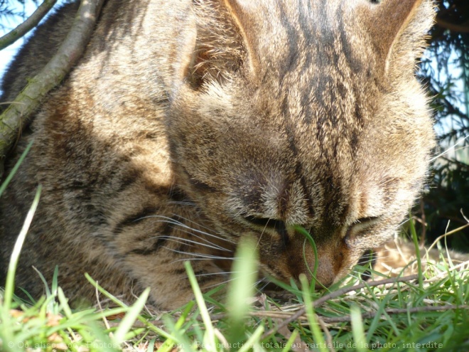 Photo de Chat domestique