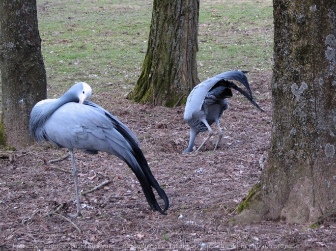 Photo de Grue du paradis