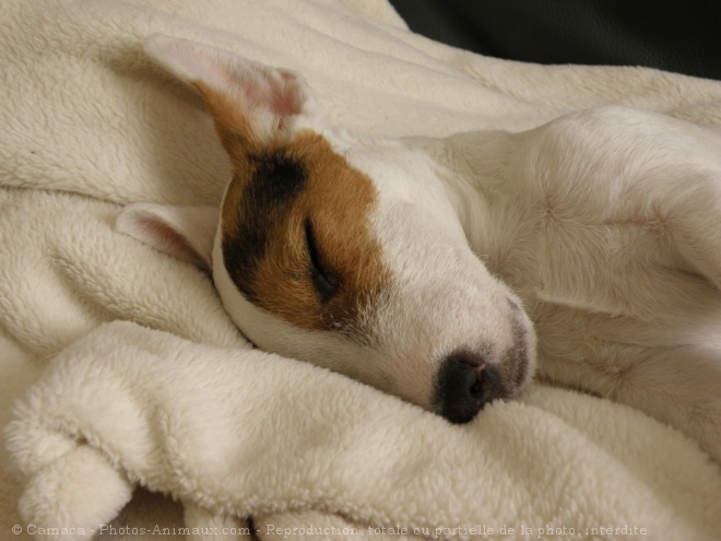 Photo de Jack russell terrier