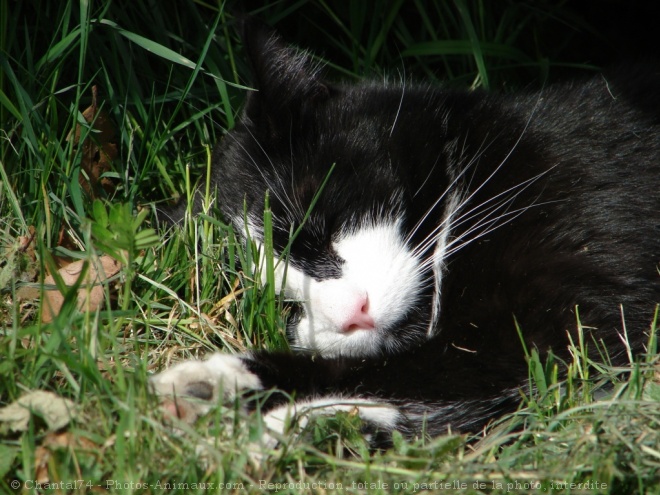 Photo de Chat domestique