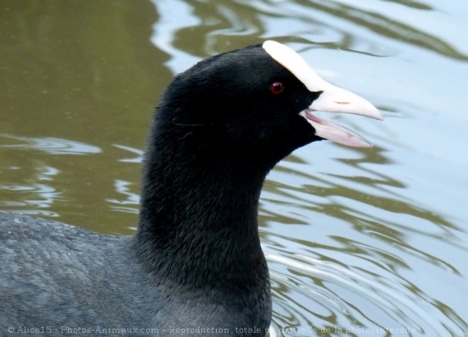 Photo de Foulque macroule