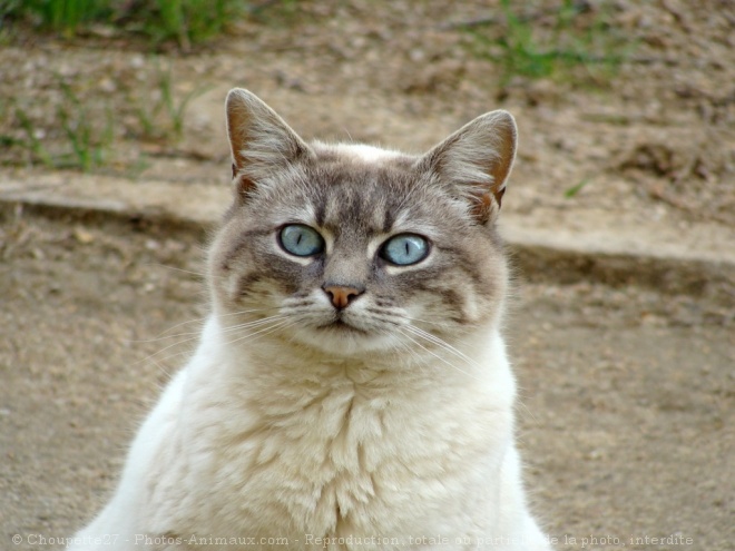 Photo de Chat domestique