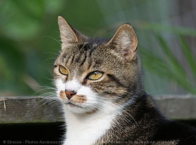 Photo de Chat domestique