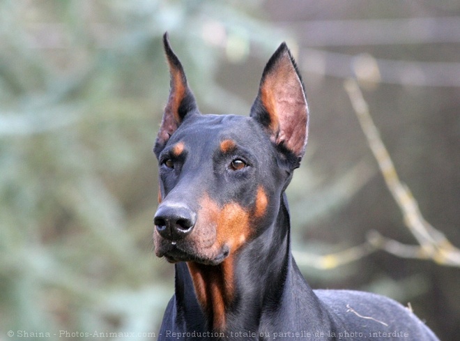 Photo de Dobermann