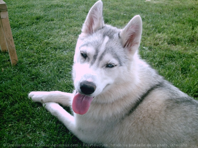 Photo de Husky siberien