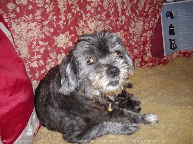 Photo de Lhassa apso