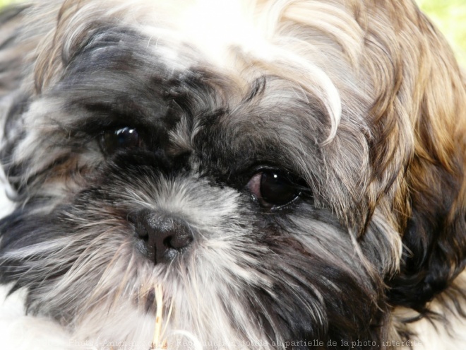 Photo de Shih tzu