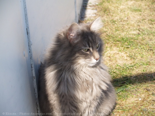 Photo d'Angora turc