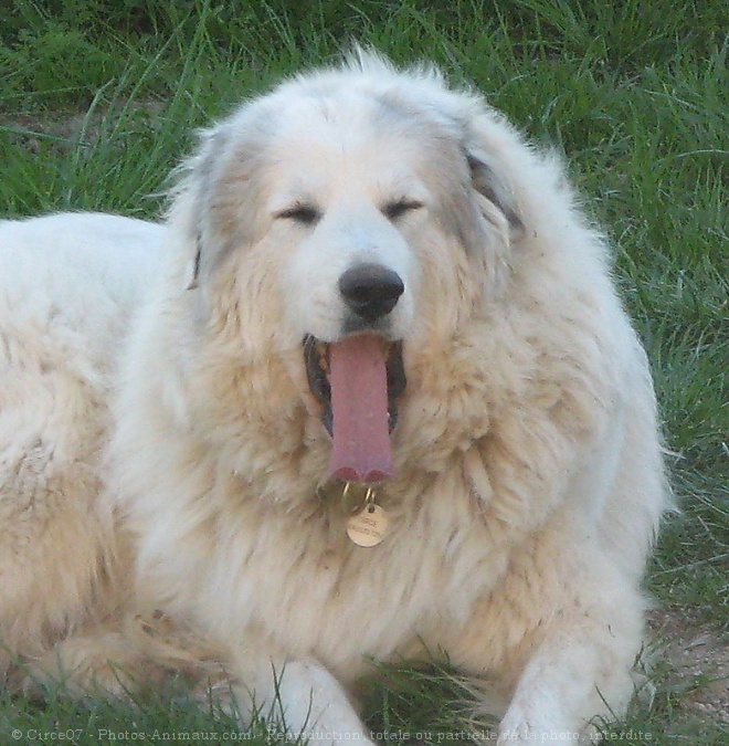 Photo de Chien de montagne des pyrnes