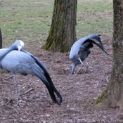 Photo de Grue du paradis