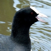 Photo de Foulque macroule