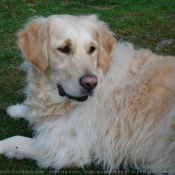 Photo de Golden retriever