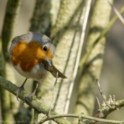 Photo de Rouge gorge