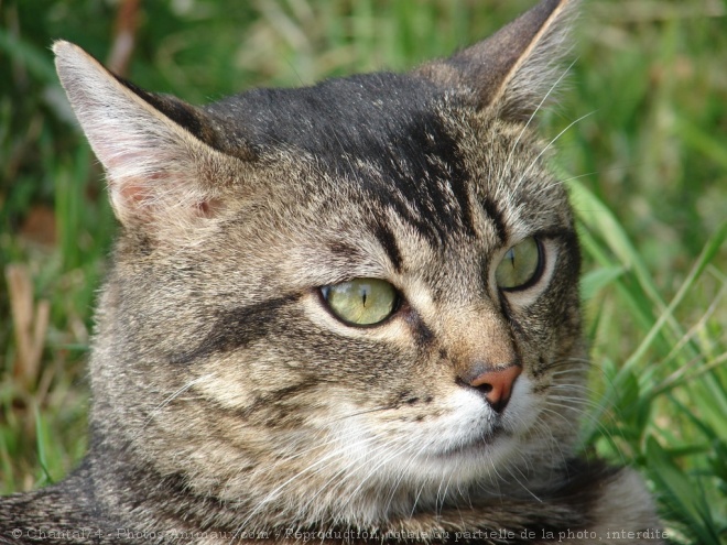 Photo de Chat domestique