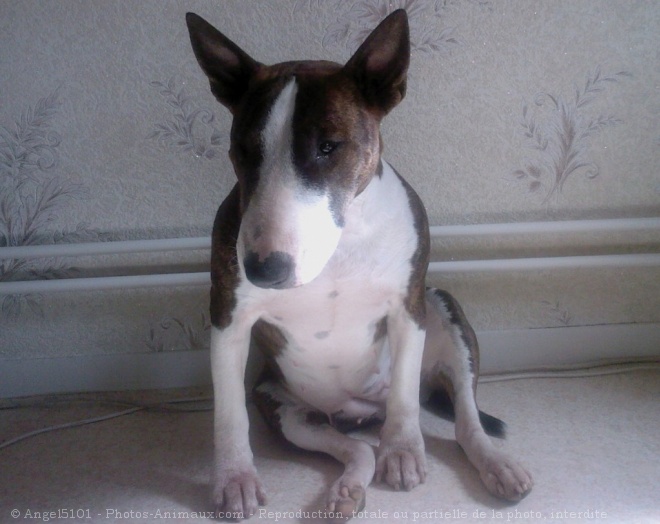 Photo de Bull terrier miniature