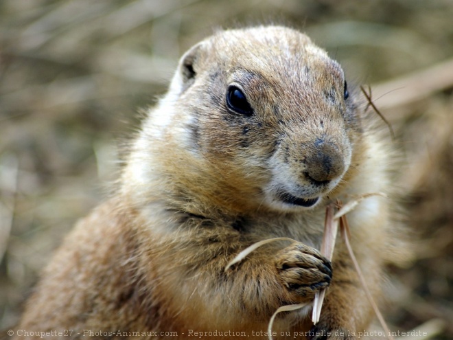 Photo de Chien de prairie