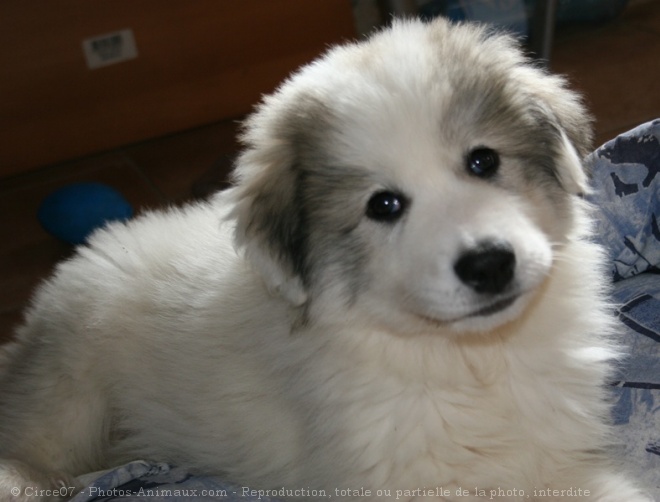 Photo de Chien de montagne des pyrnes