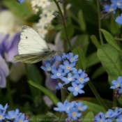 Photo de Papillon