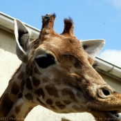 Photo de Girafe