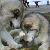 Photo de Malamute de l'alaska