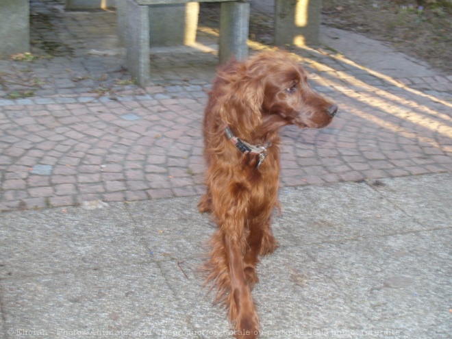 Photo de Setter irlandais rouge