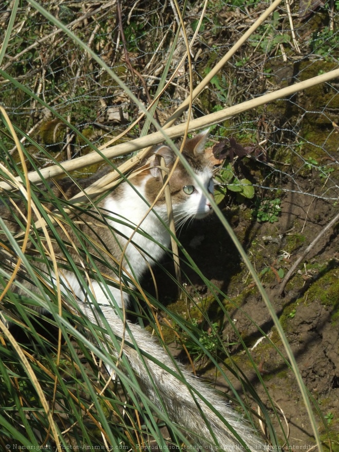 Photo d'Angora turc