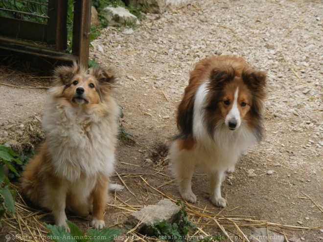 Photo de Chien de berger des shetland