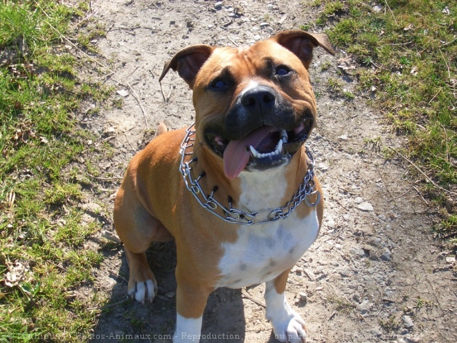 Photo d'American staffordshire terrier