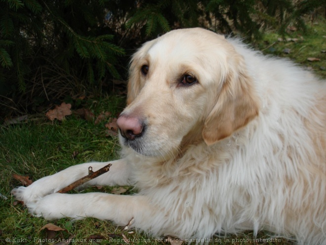 Photo de Golden retriever