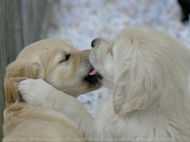 Photo de Golden retriever