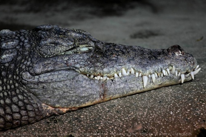 Photo de Crocodile