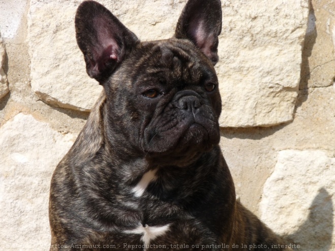 Photo de Bouledogue franais