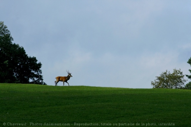 Photo de Cerf