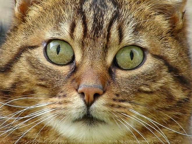 Photo de Chat domestique