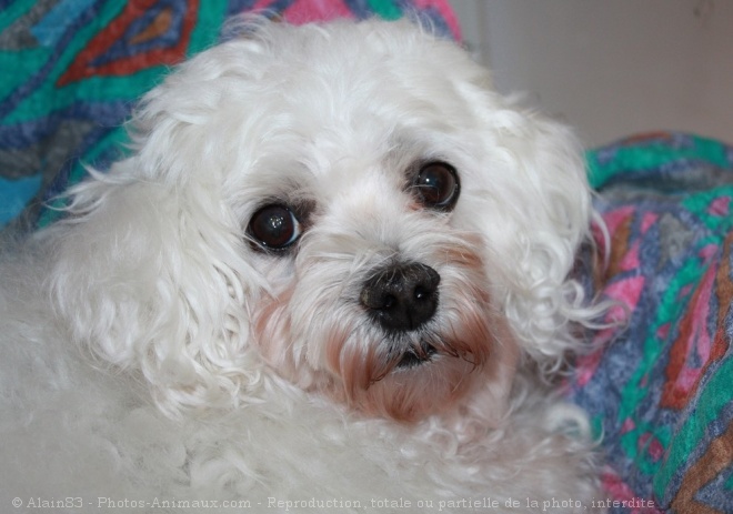 Photo de Bichon maltais