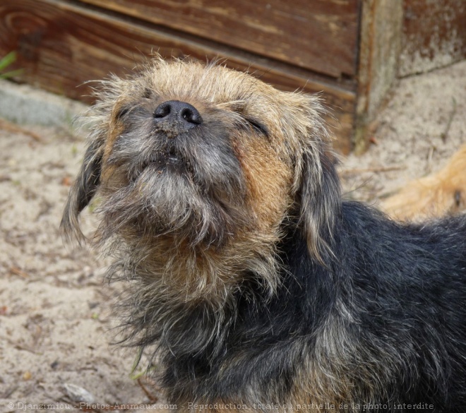 Photo de Border terrier