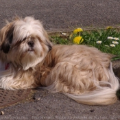 Photo de Shih tzu