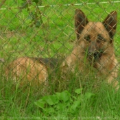 Photo de Berger allemand  poil court