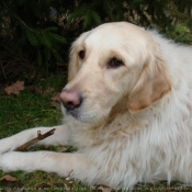 Photo de Golden retriever