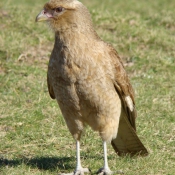 Photo de Caracara