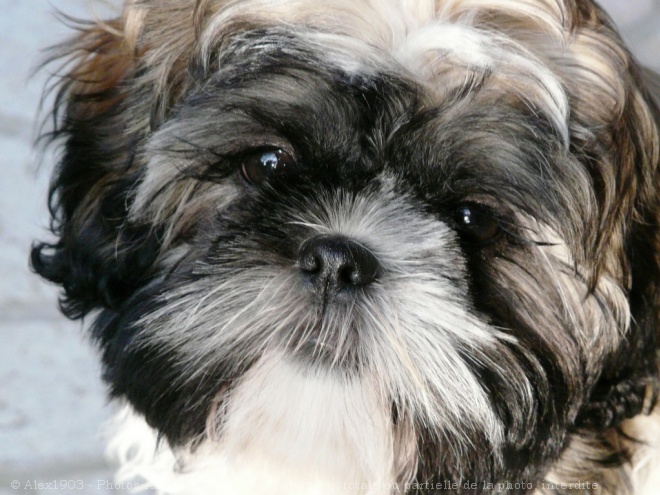 Photo de Shih tzu